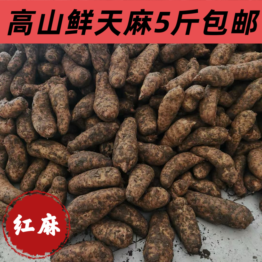 甘肃蜂王推荐高山脉新鲜现挖天麻营养美味可炖鸡煲汤