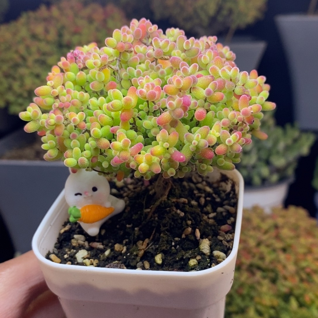 无花朵37号蜜橘糖球