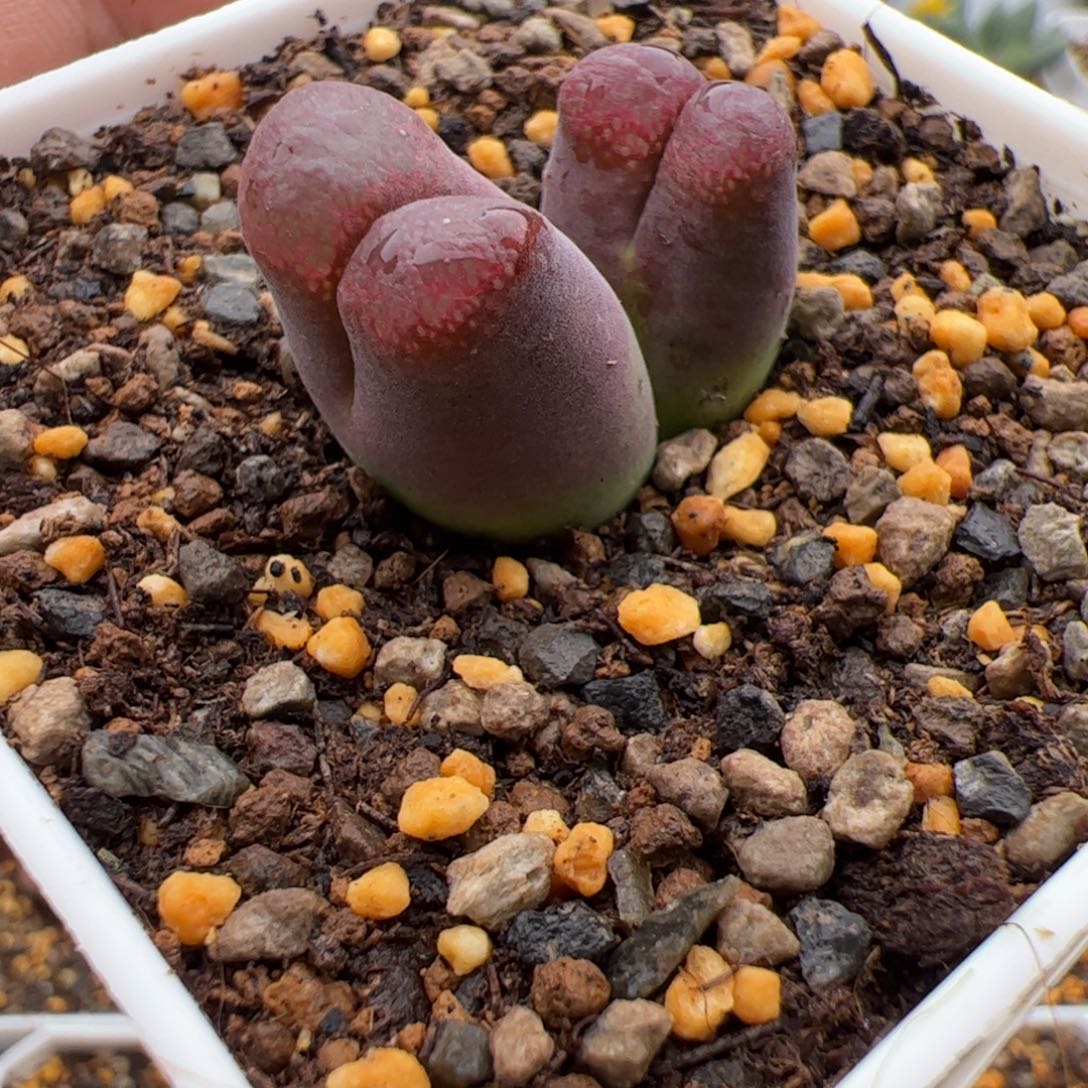 9.28福利多肉植物组合55