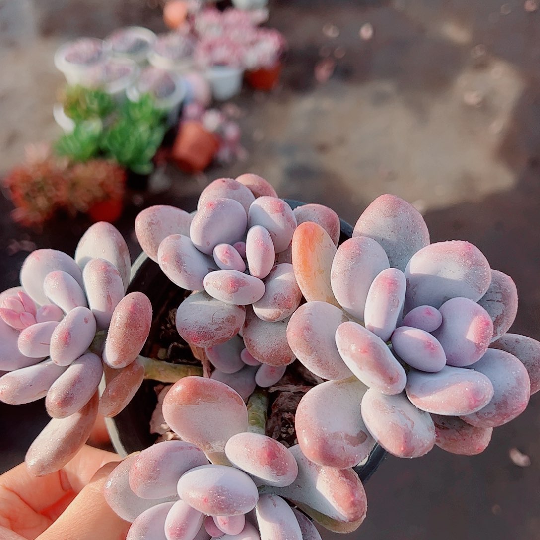 桃美人多头造型精品特价