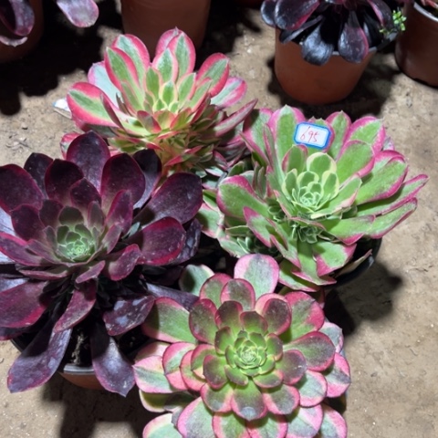 695多肉植物组合