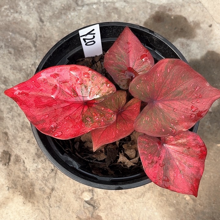 20-0210彩叶芋广东现货