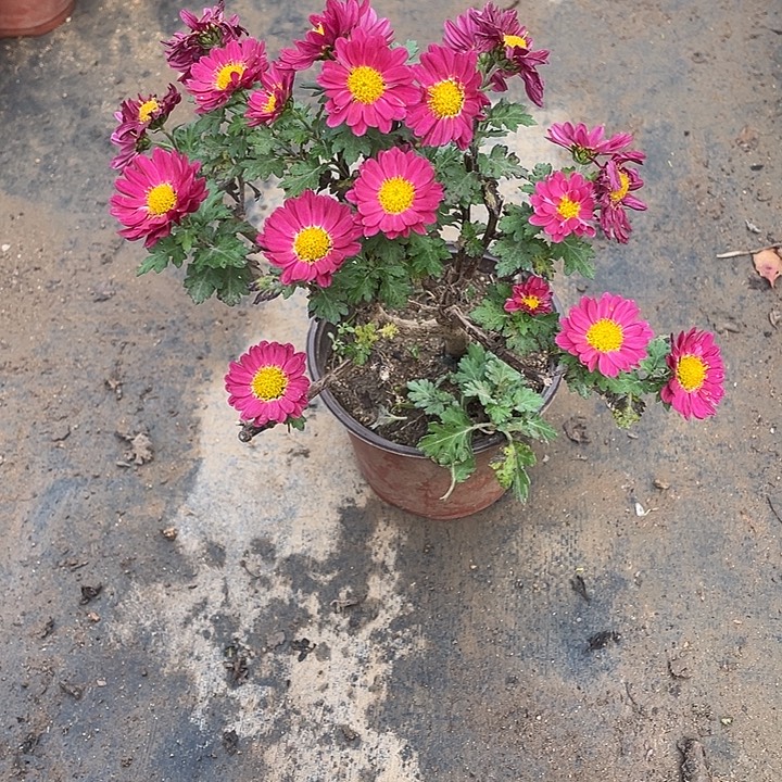 平***福20菊花计划经济菊花菊花菊花