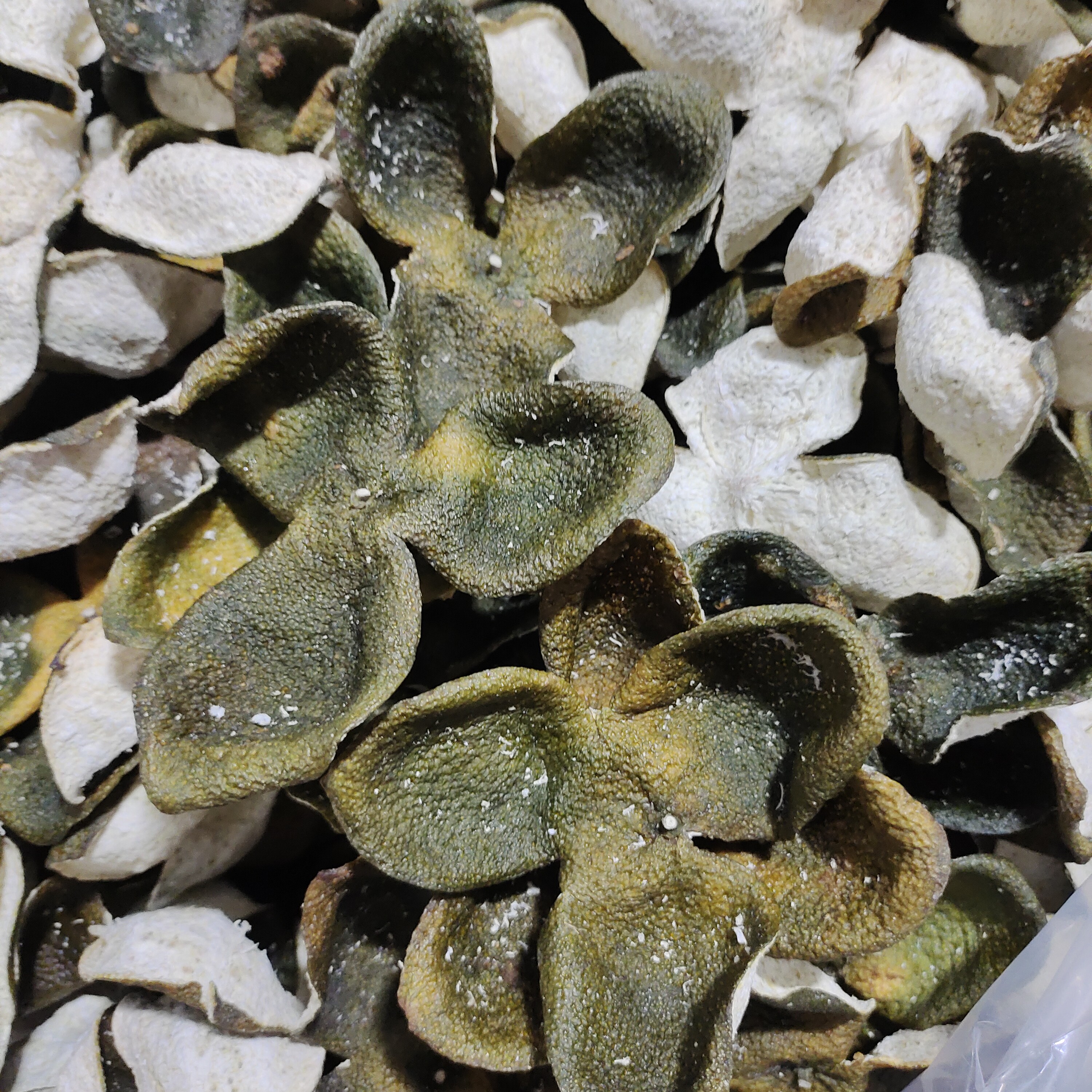 2025年新会茶枝柑10月大青皮  清新果香