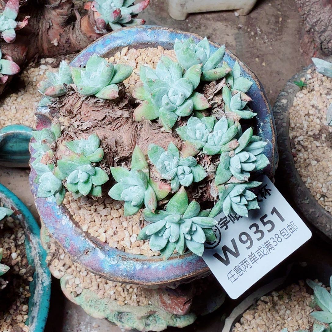 9351苹果叶杂仙女杯