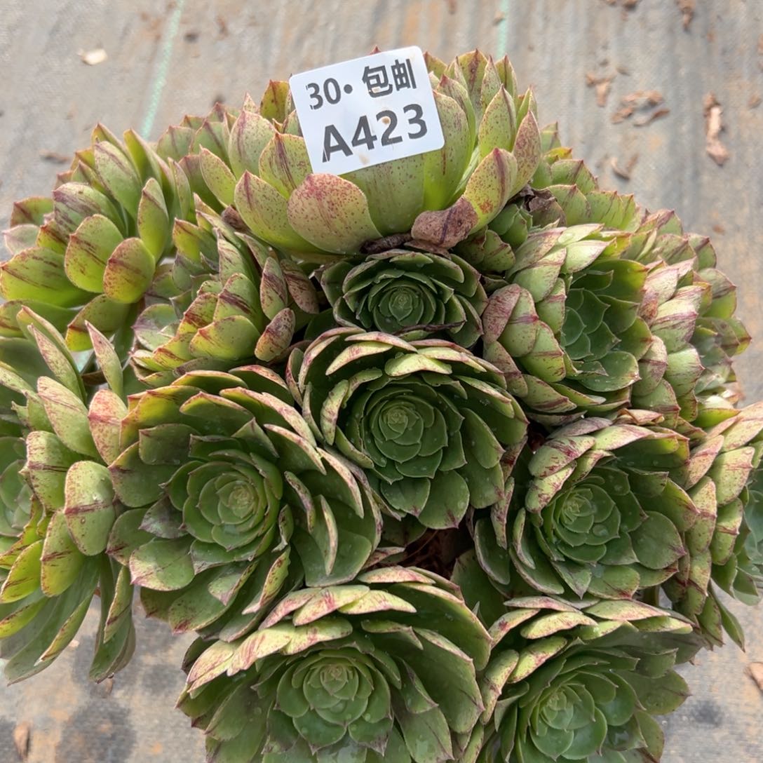 423 多肉法师断枝不包