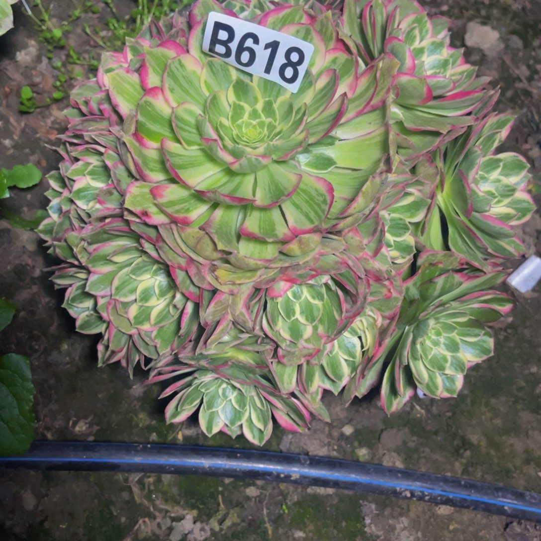 水蜜桃法师26///42包邮
