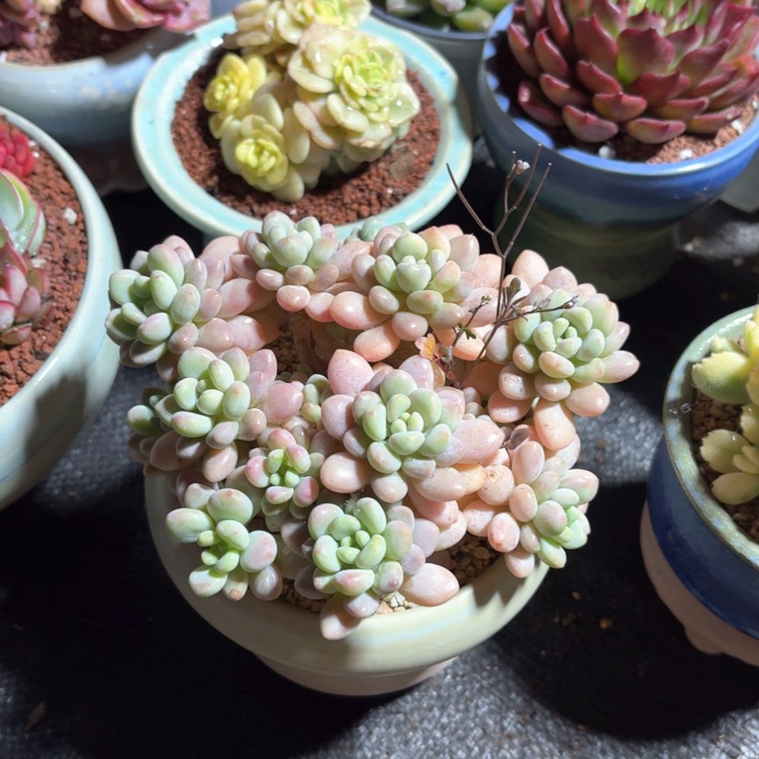 风**夏洛可可多肉粉色火锅盆