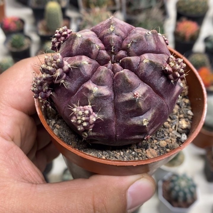 梦想牡丹特价福利