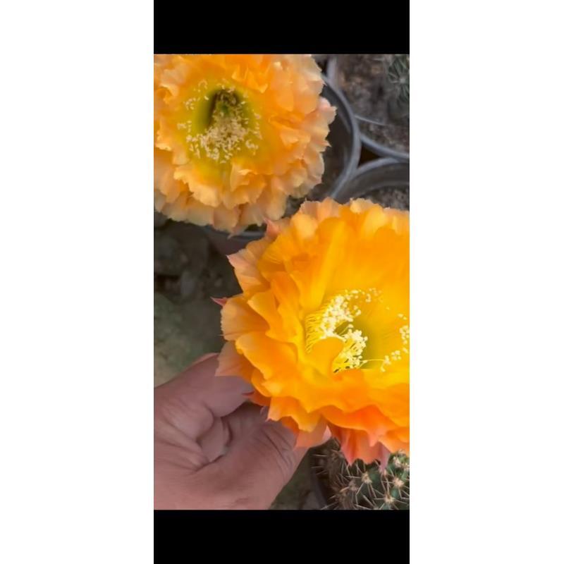 自根069彩草尺寸以直播间为准环境不同开花不同介意勿拍