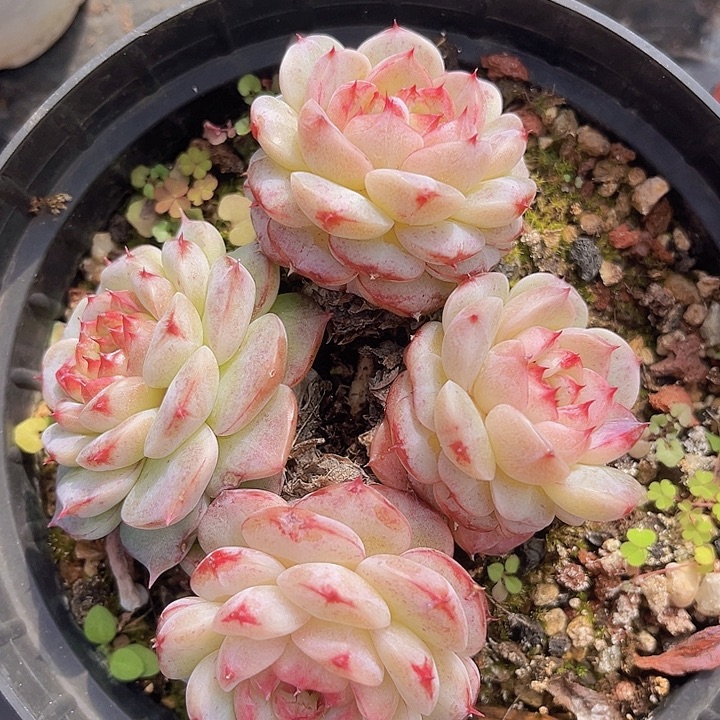 天鹅绒1230多肉植物