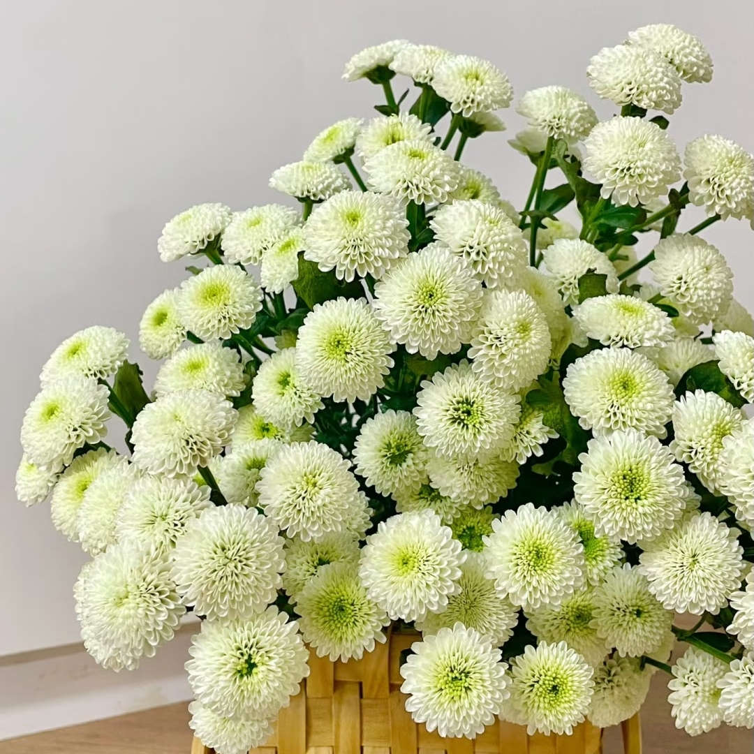 科隆香水小雏菊10枝，昆明斗南顺丰直发