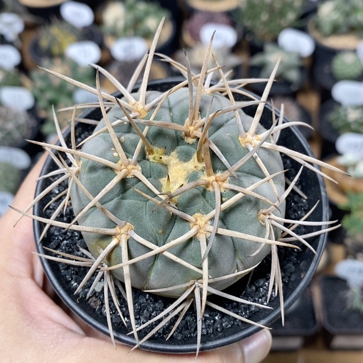 243号实生光琳玉6.3cm