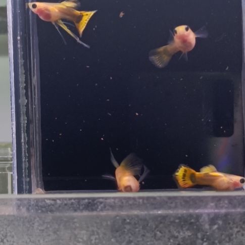 海水鱼品系孔雀鱼，自家繁育，视频对鱼。一组一拍