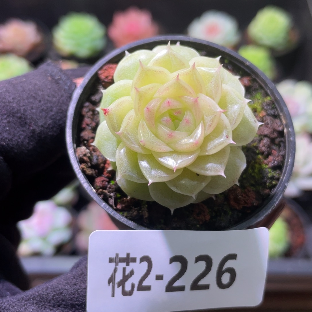 花利美2-226麦秆单头