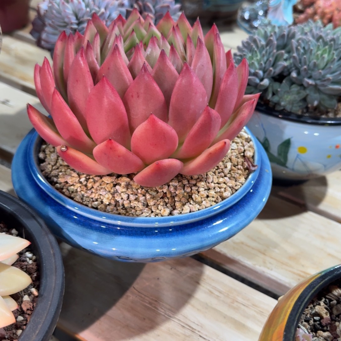 雅***鱼寄养在一个人身上