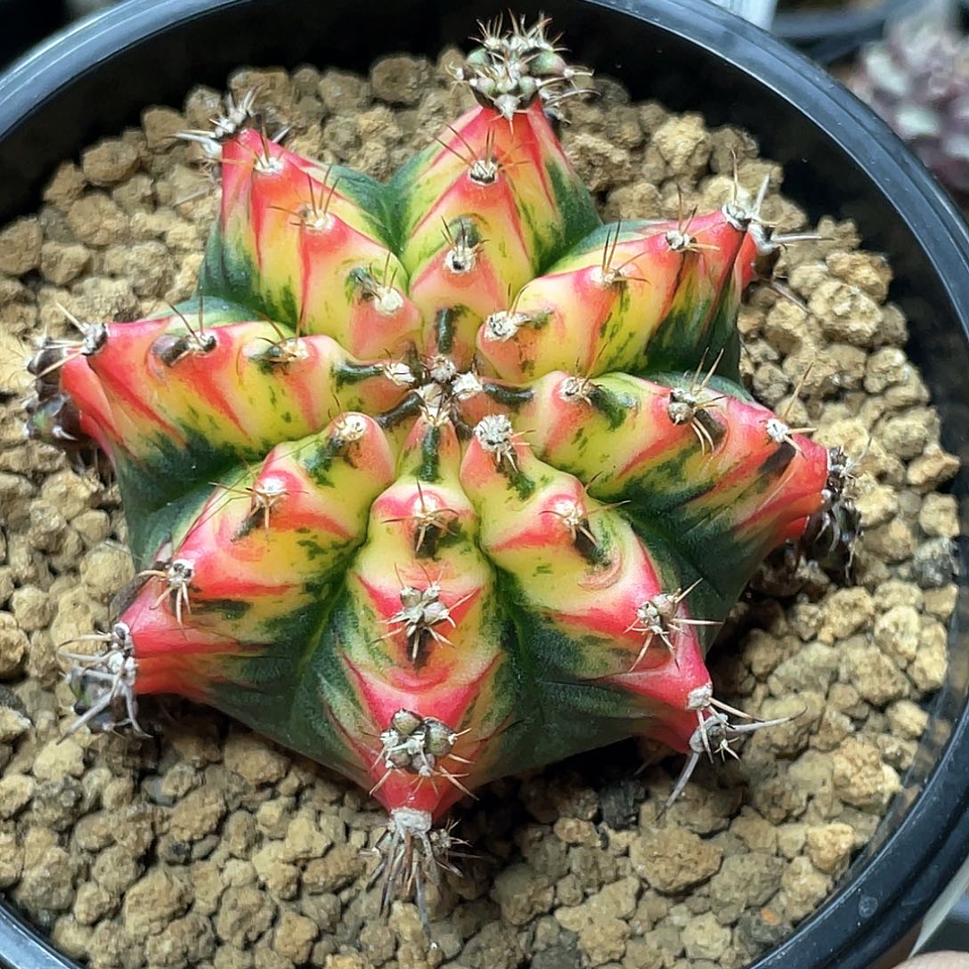 当前无花朵，栽培后可花朵