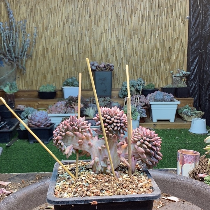 以***北198号虞美人多肉植物