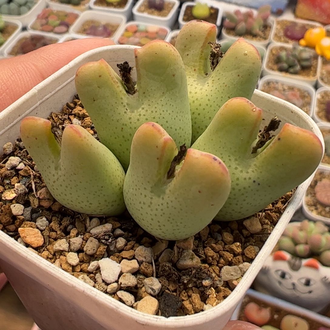 088多肉植物百科