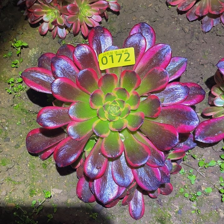 0172水果糖多肉植物