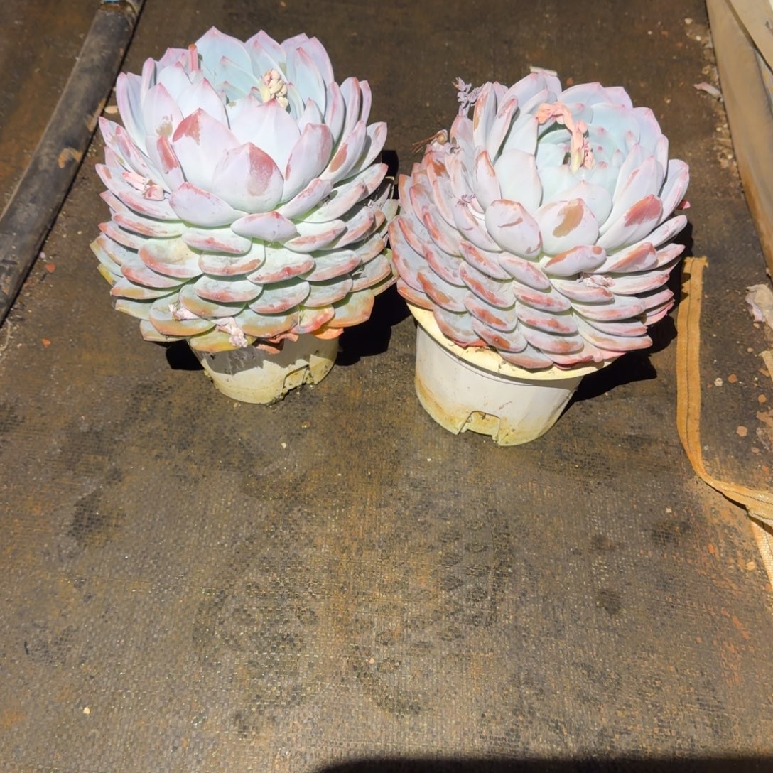 2号2个大单头橙梦路多肉植物