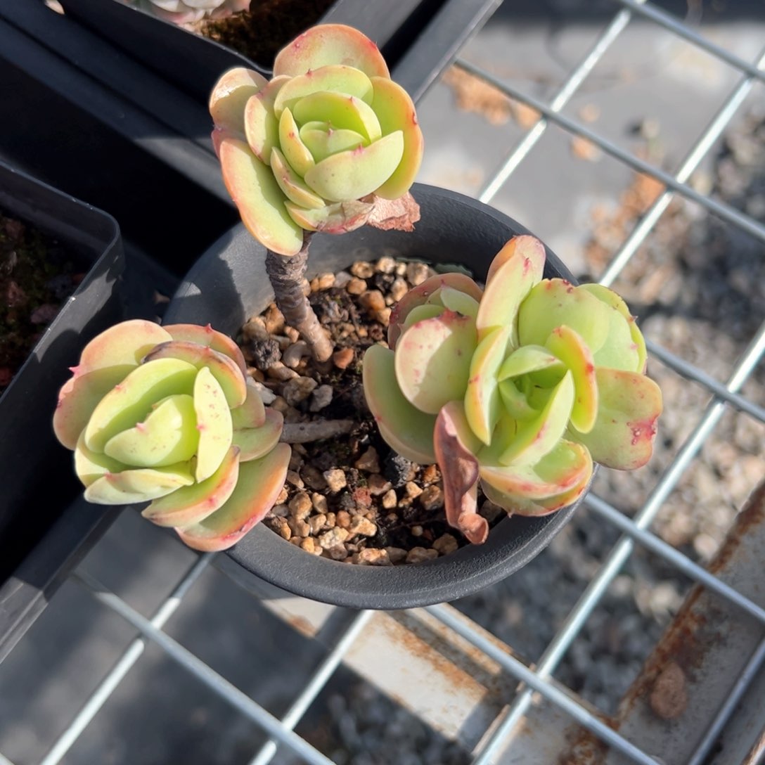 碧桃（满38包邮）多肉