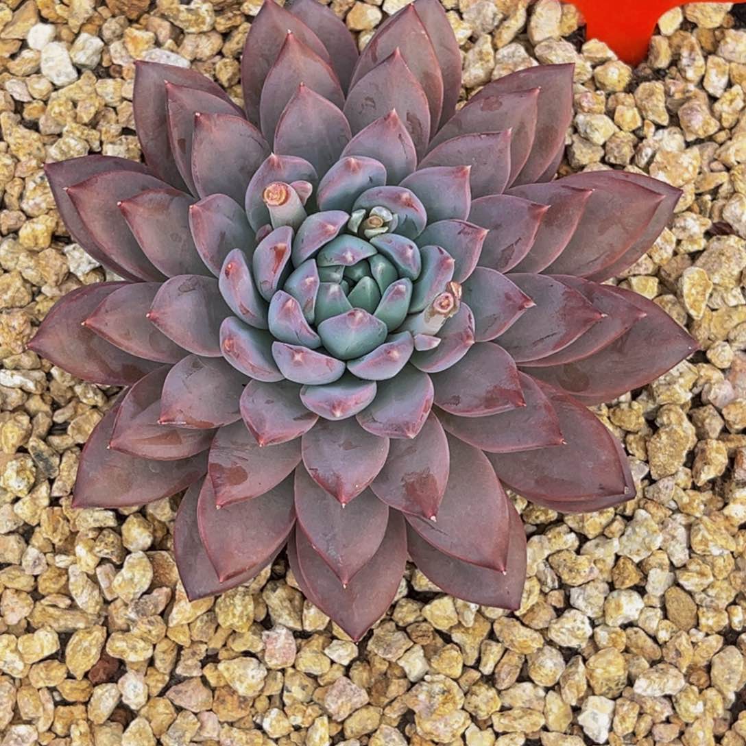 2431号上午多肉植物群生多肉植物