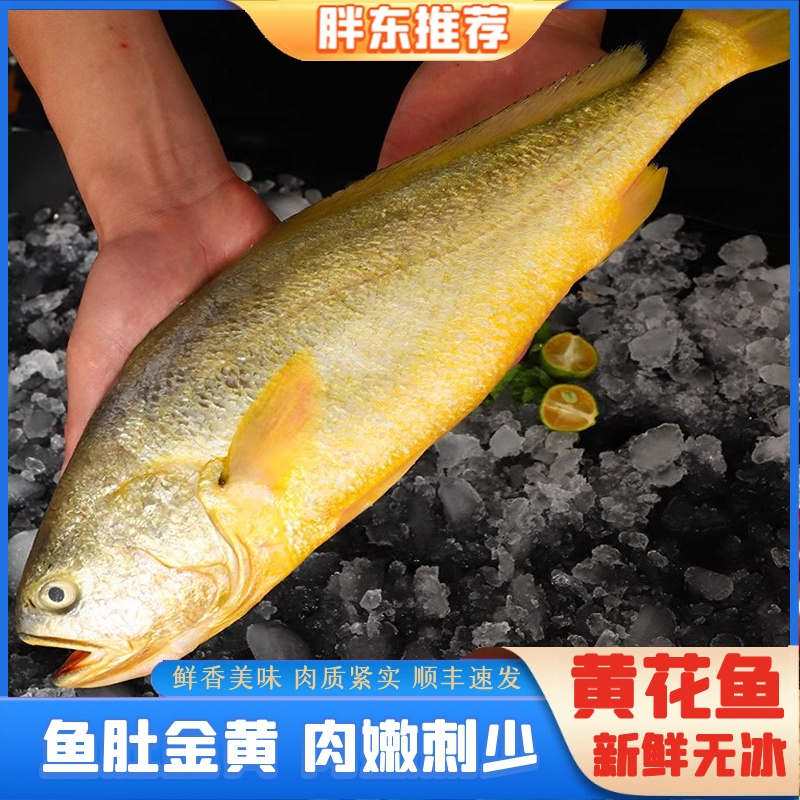 【胖东海鲜】大黄花鱼海鲜水产大黄鱼新鲜批发2.3-2.6斤/条共2条