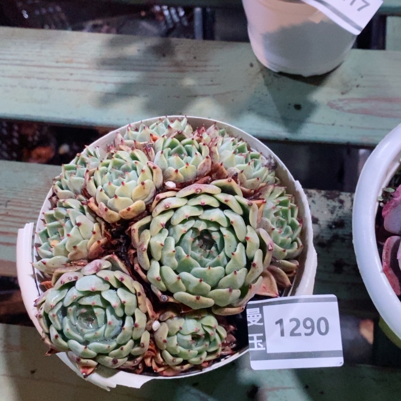 【闪购商品】杂1290