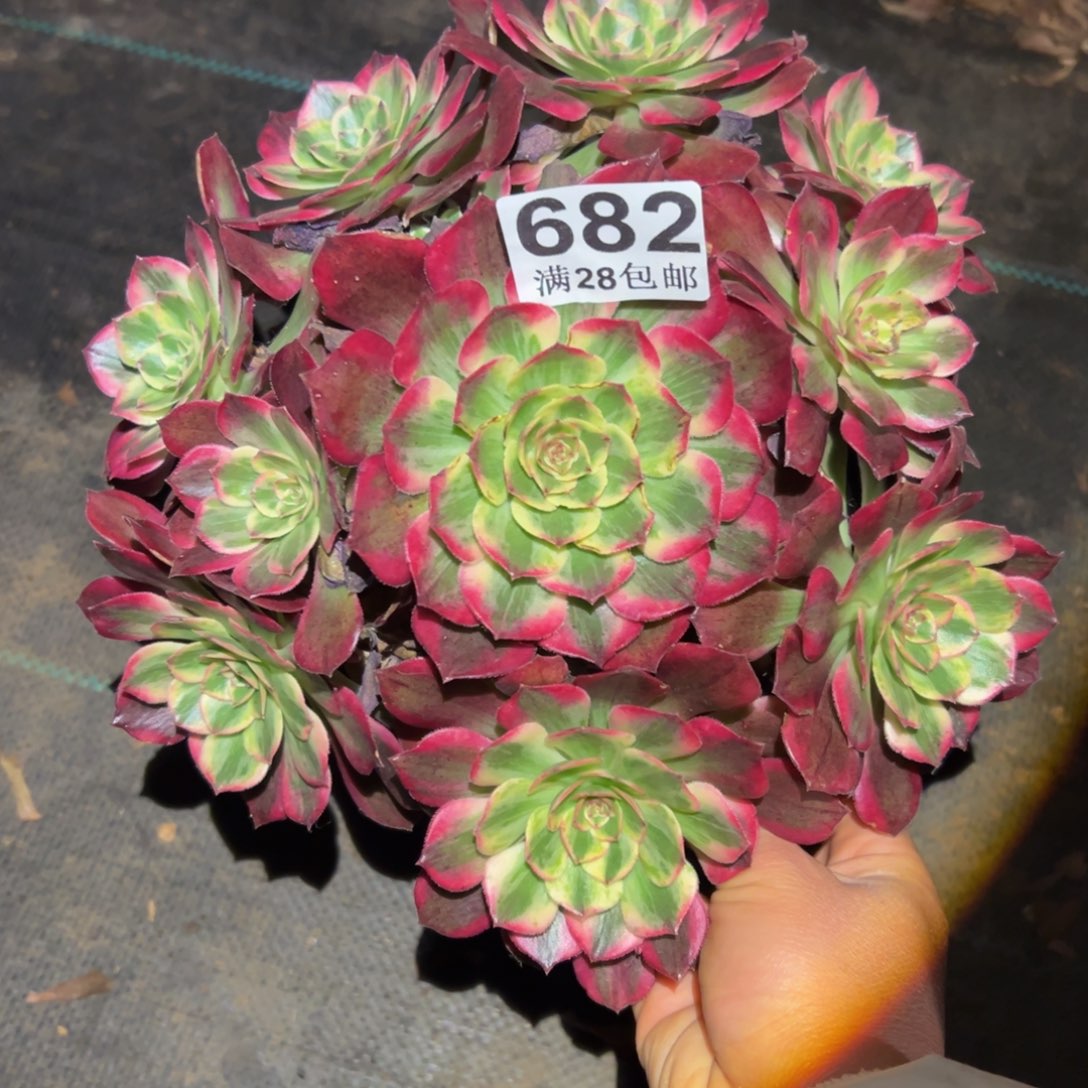 多肉植物682赤子心