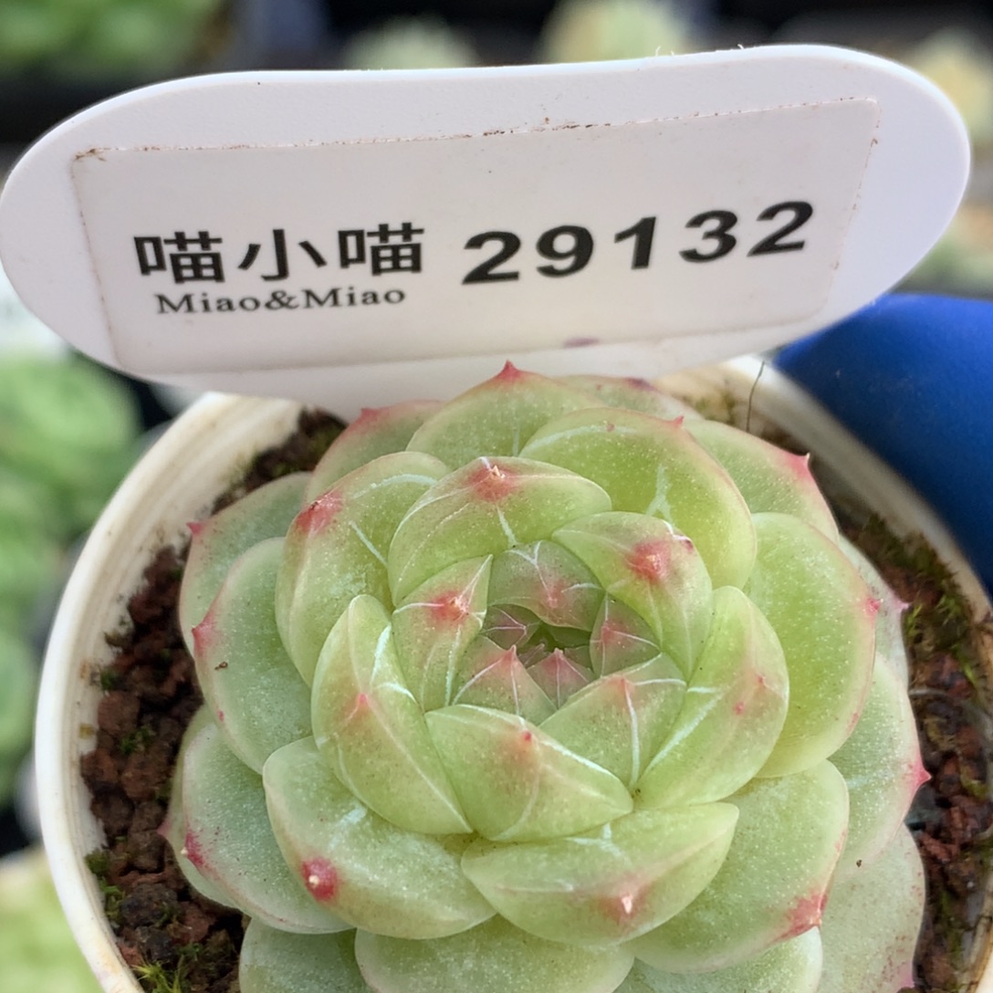 多肉植物杂交珍妮