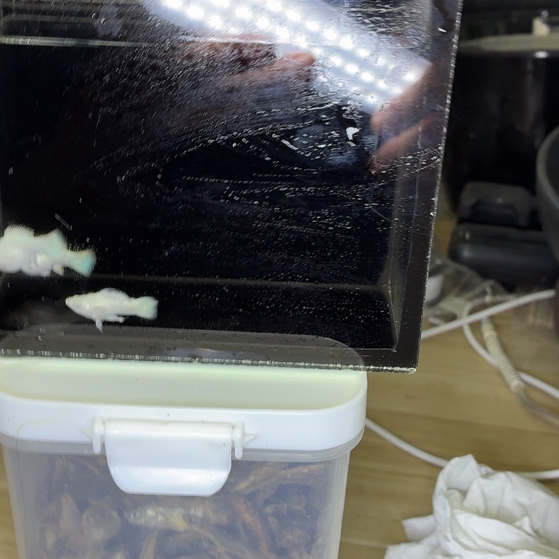 孔雀鱼瓷白玛丽3条