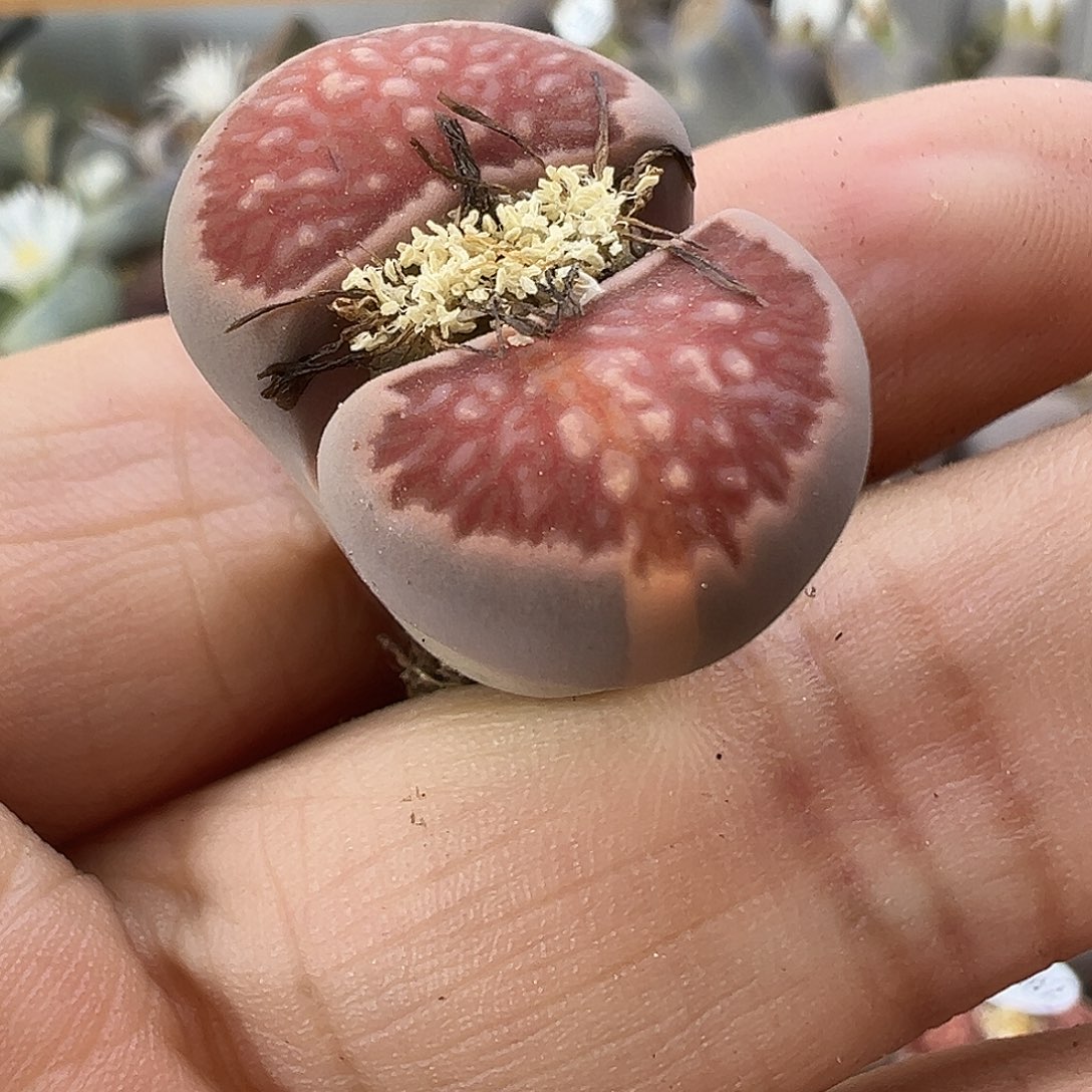 2891生石花美菊拉丝福利来了