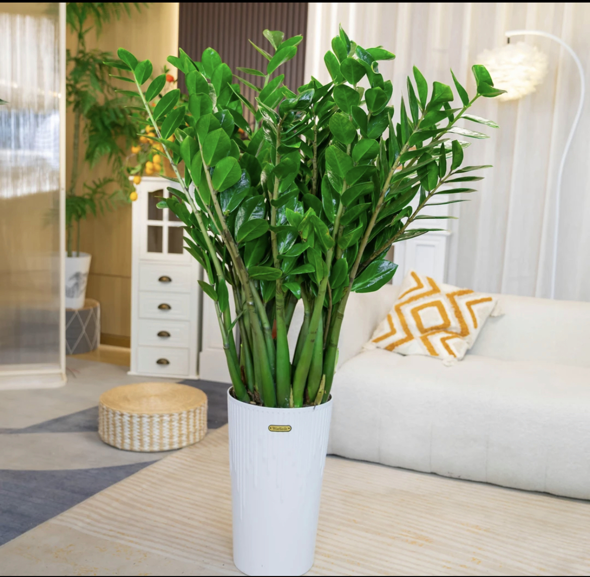 【顺丰送货上门】1.2米-1.4米老桩金钱树大型懒人客厅摆件绿植