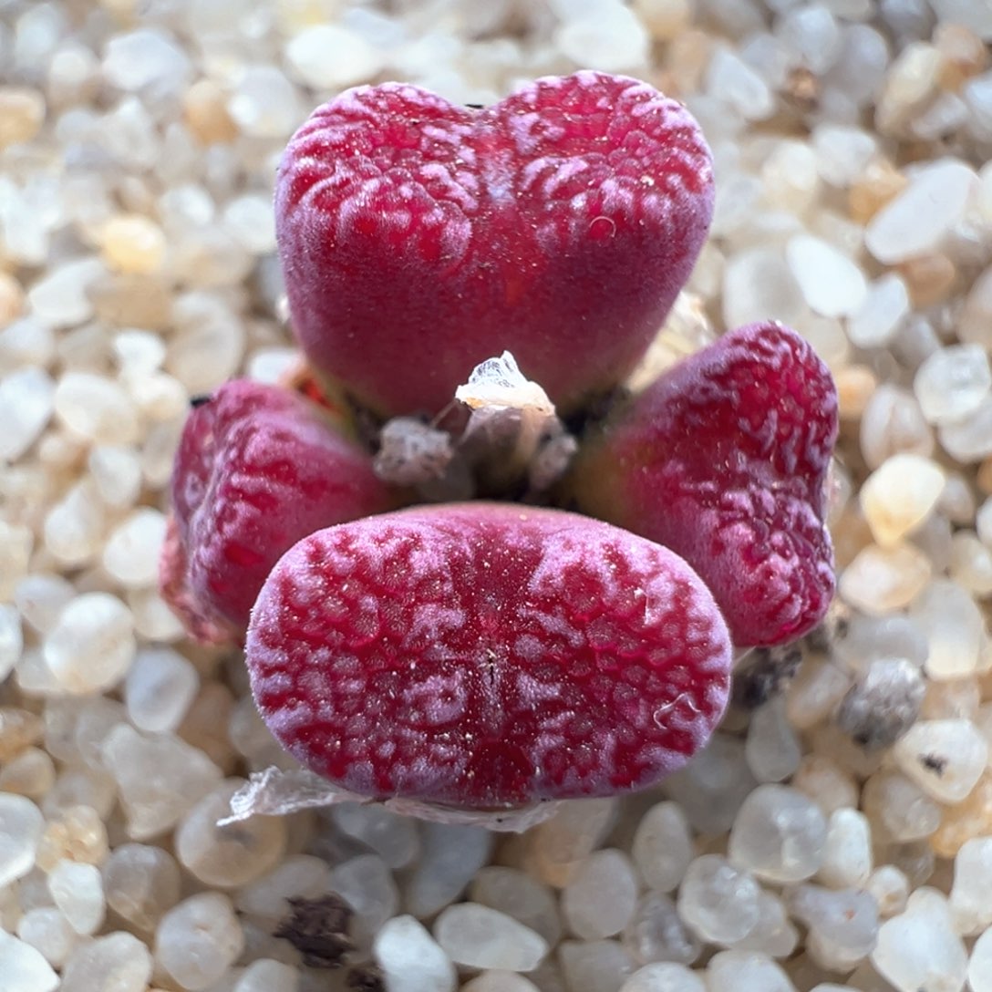 354优选韩国马克李子