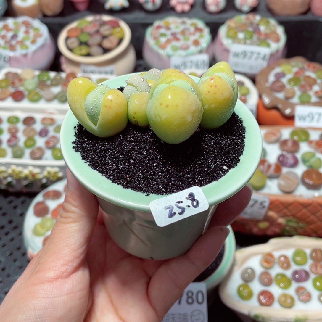 w9782 带盆土发货-零下地区拍保温箱