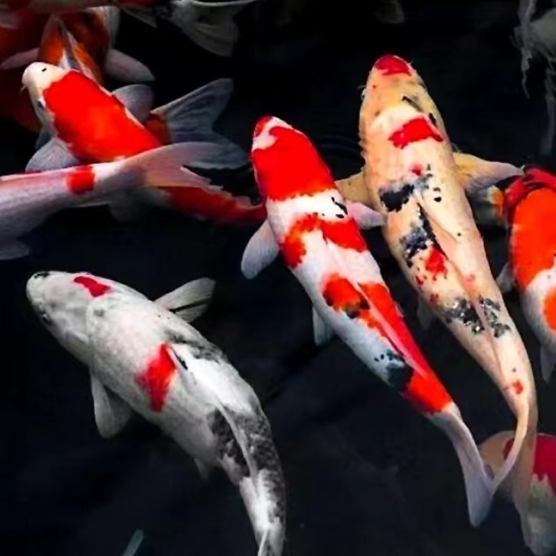 锦鲤小鱼苗  红白+大正