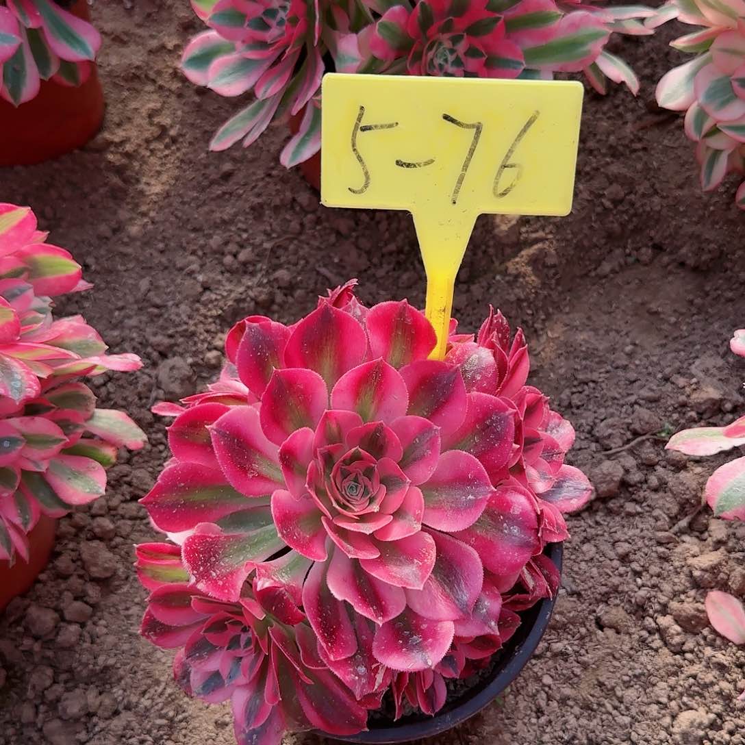 5-76--+多头多肉植物