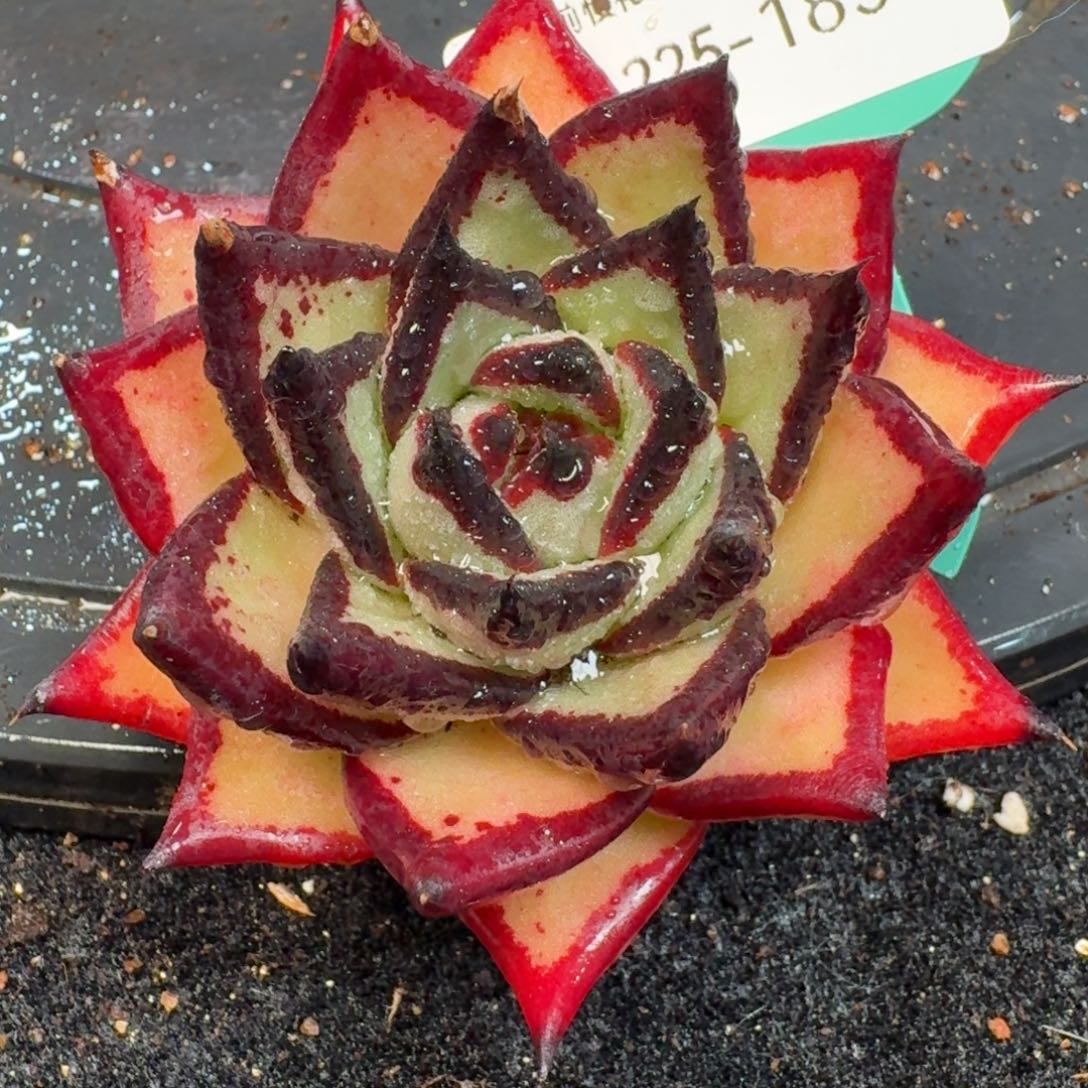 从前慢多肉精选编号1225.185