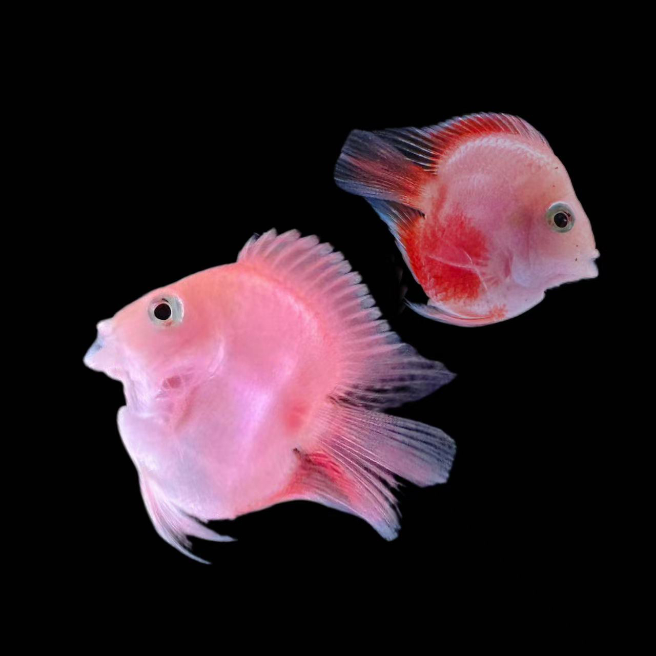 精品四个颜色桃心迷你鹦鹉（拍之前看好包损须知）