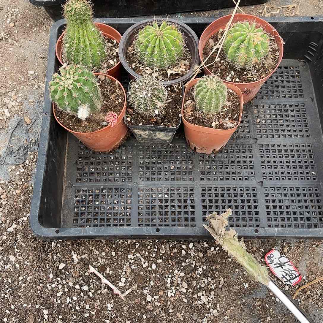 67 筐拍瘦小瑕疵无售后