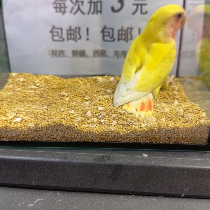 虎皮鹦鹉牡丹鹦鹉黄桃