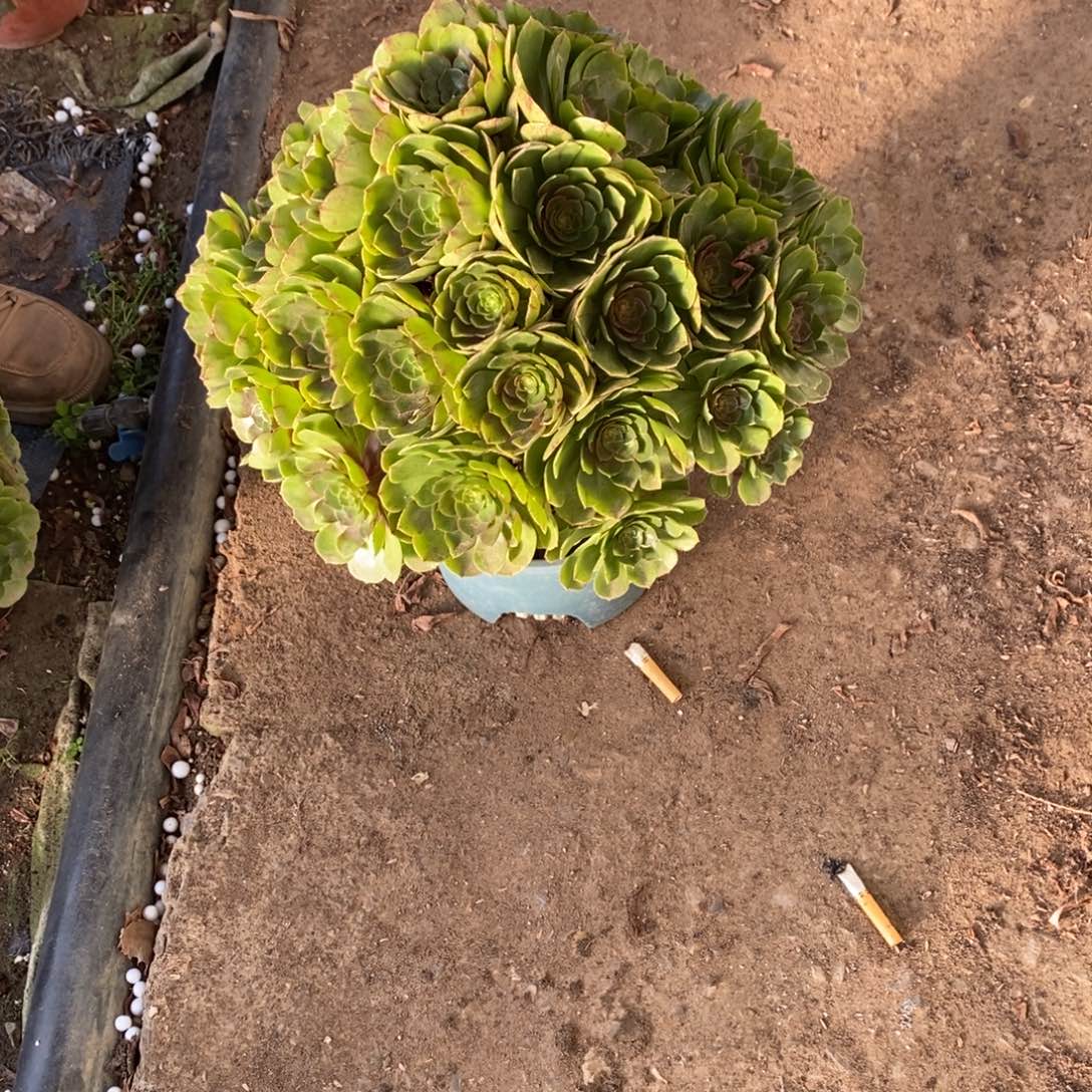 3191号万拉丝多肉3191号