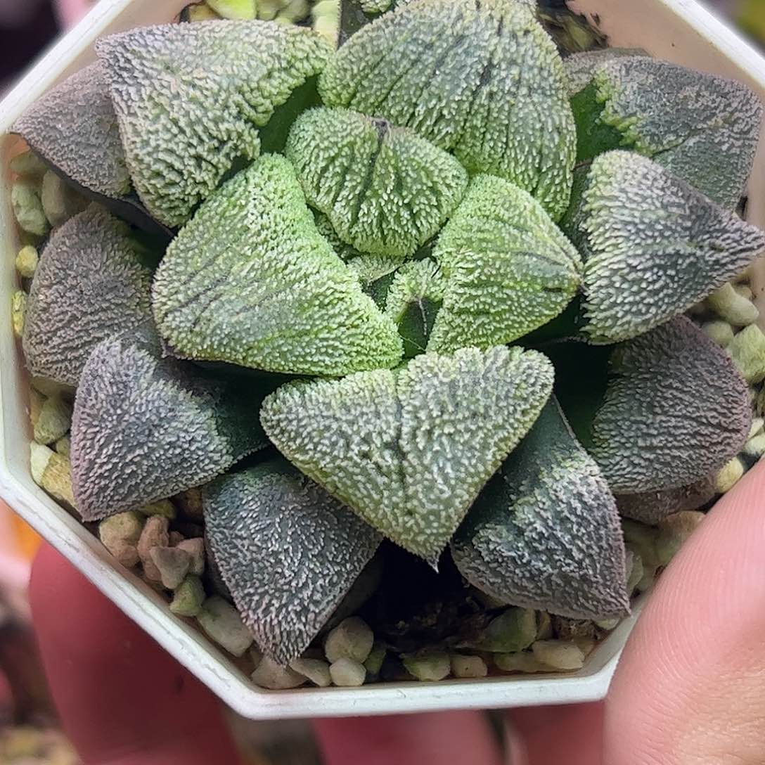 天鹅绒特选十二卷多肉