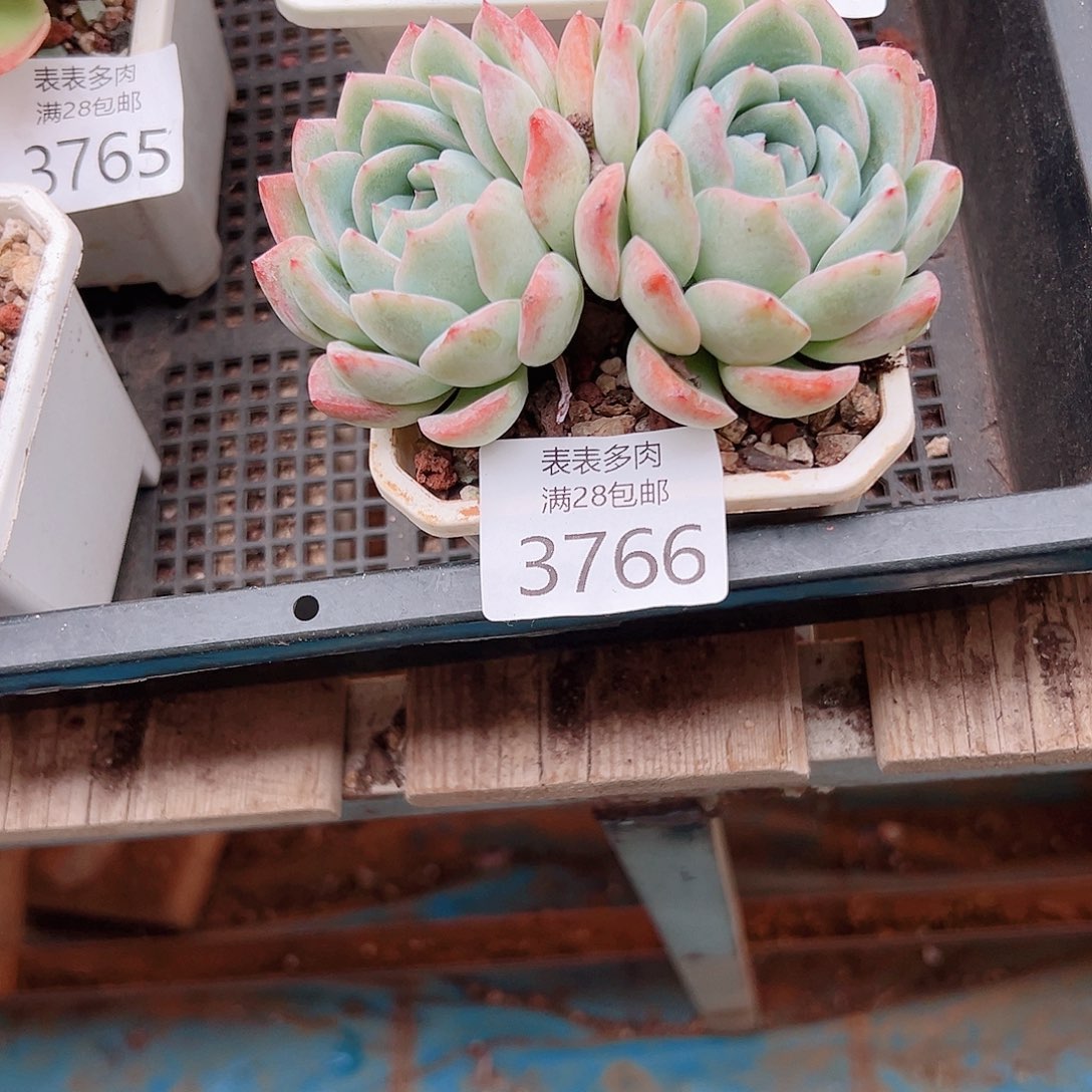 冷***月多肉一物一拍植物3766