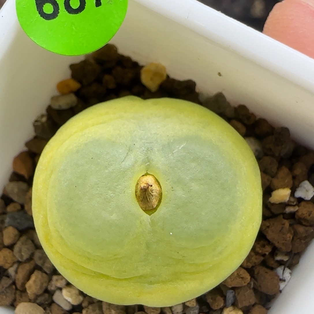 拉登2.2+多肉植物