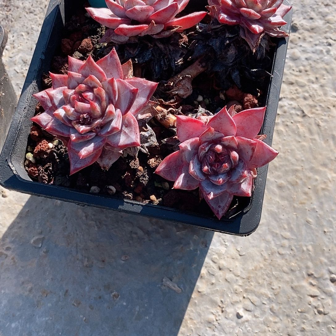 挺*✨721多肉植物老桩