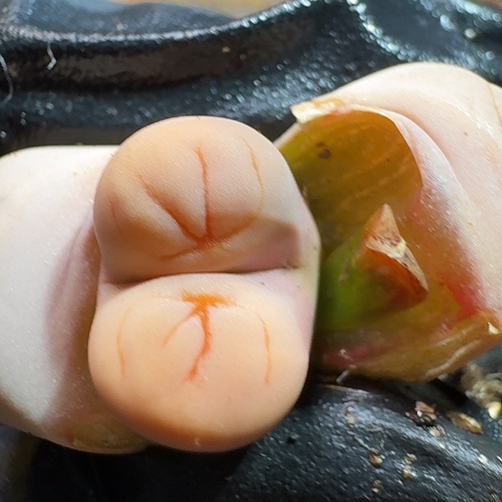 生石花2233:/。  158号