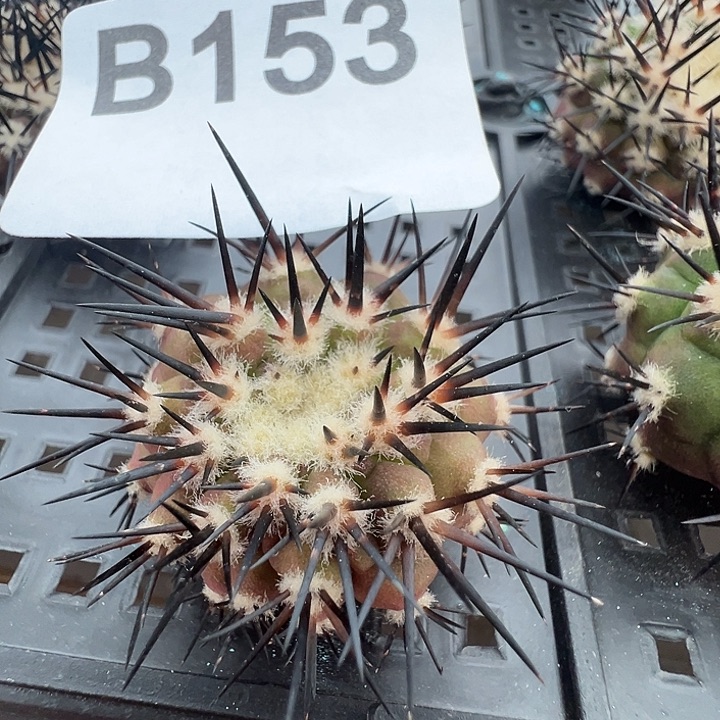 黑王。一代侧。  153