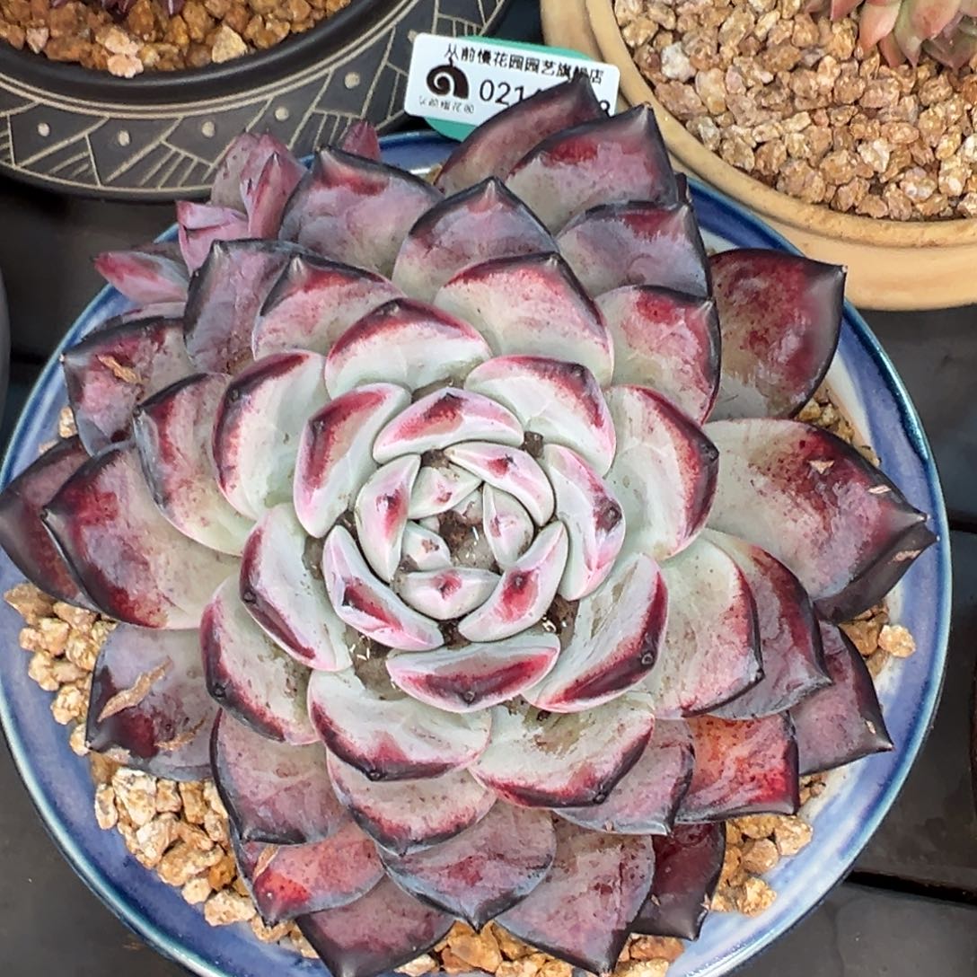 从前慢多肉精选编号0216.393